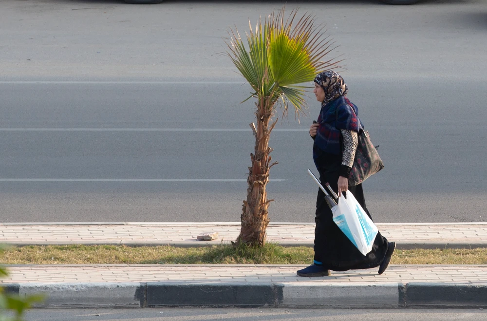 As Cairo transforms, Egyptians fight to save their trees