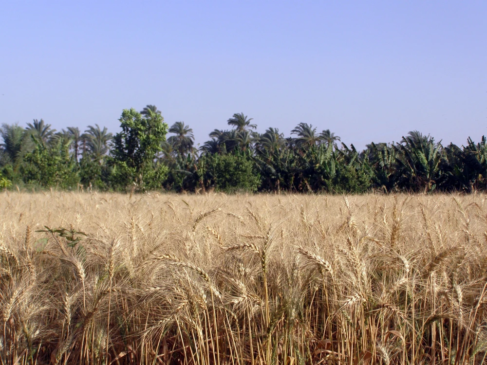 Field of ripe wheat against the background of palm trees in Egypt. (Shutterstock)