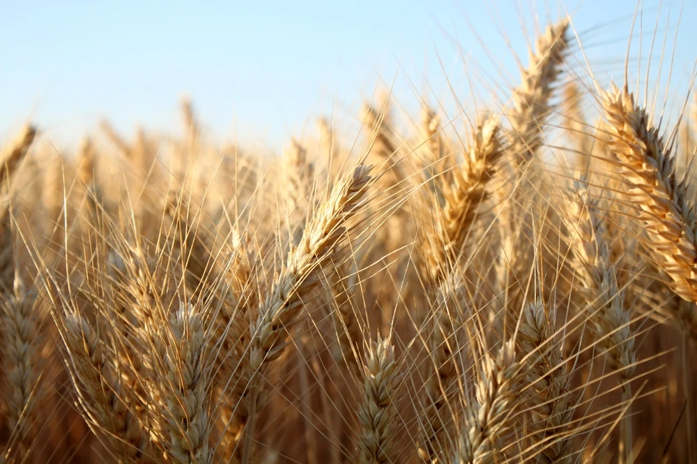 Saudi Agricultural Development Fund approves around $229m loans to finance working capital