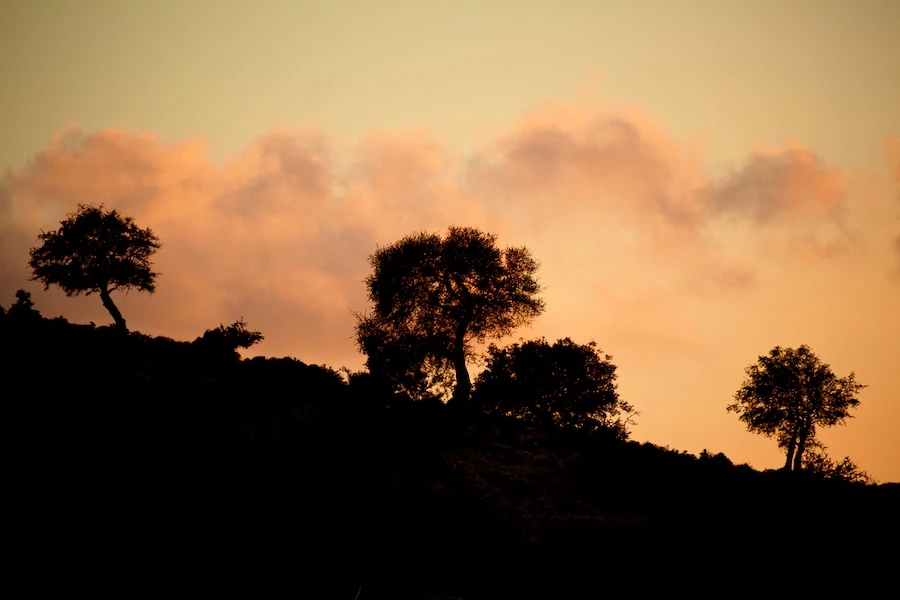 Could argan oil be the key to sustainable health and beauty?