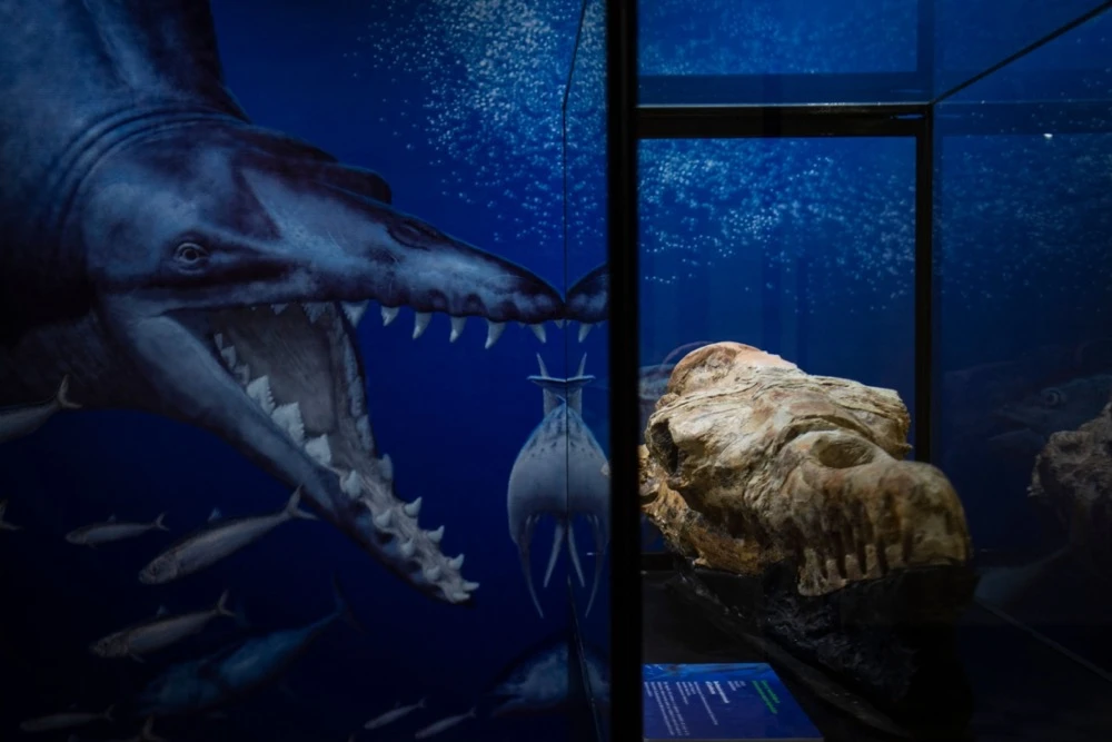 36-million-year-old whale fossil found in Peruvian desert