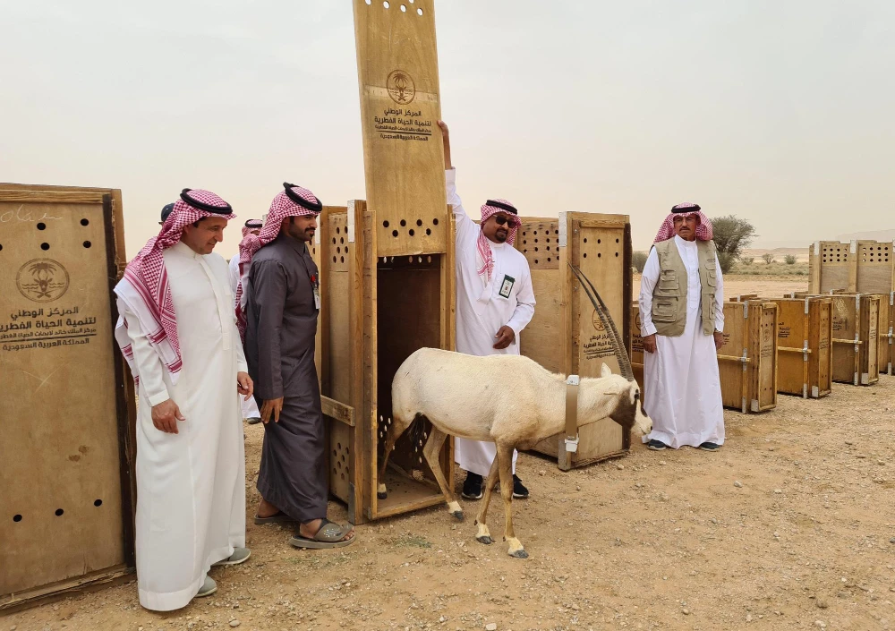 Wildlife center releases gazelles, oryxes into King Khalid Royal Reserve