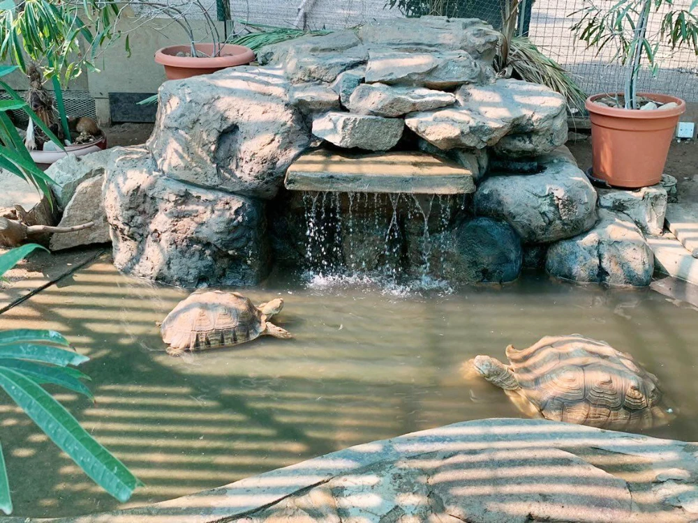 In a Jeddah compound, a hidden sanctuary offers relief for reptiles, birds and fish