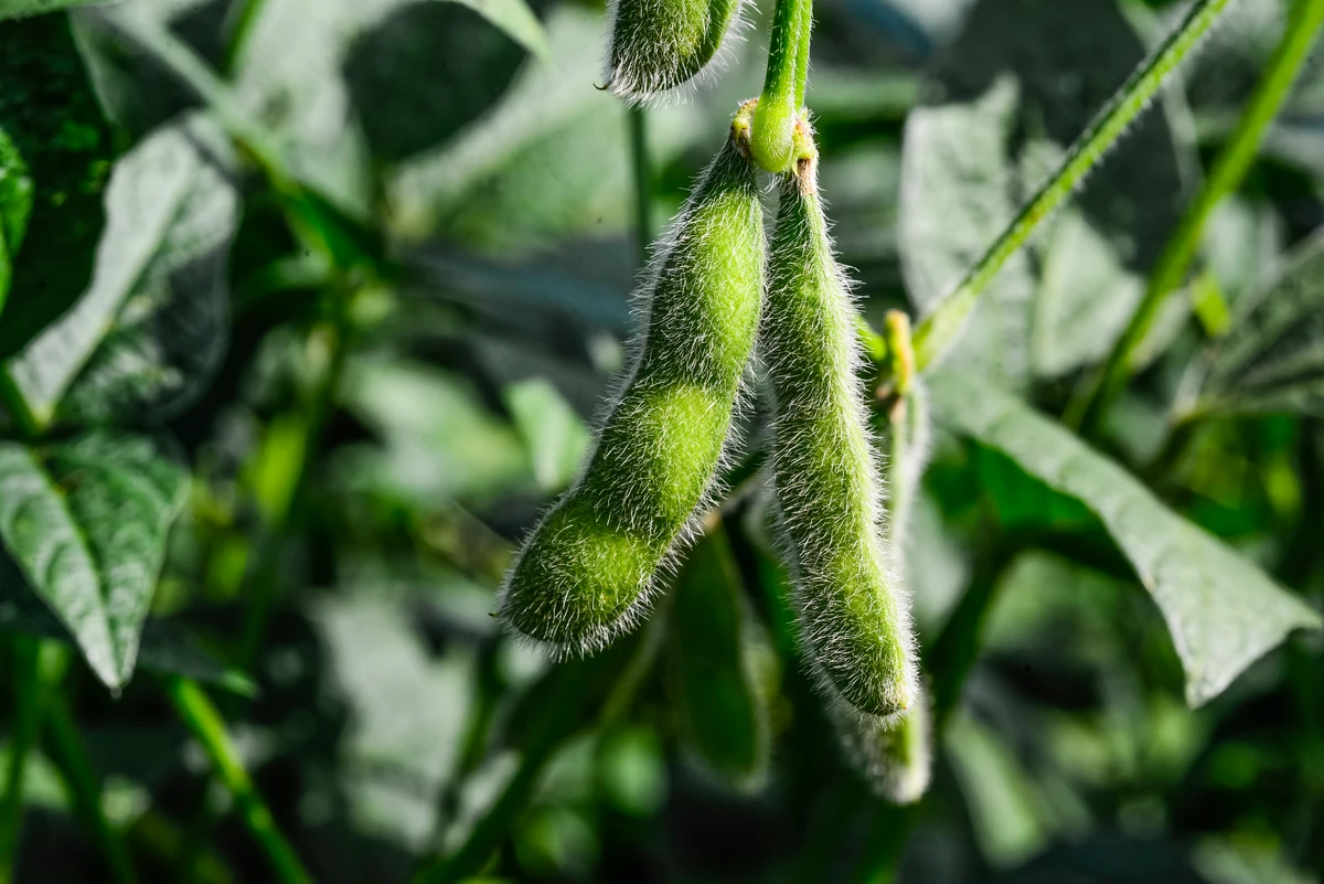 Supply worries push up crops prices, soybeans reach a two-week high