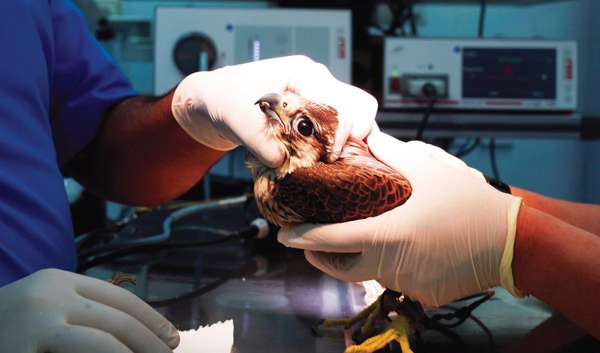 Vets at Doha’s Souq Waqif Falcon Hospital work on a ‘patient’ on Thursday. (AP)