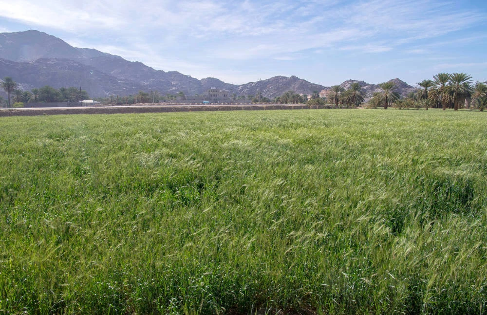 Workshop to study Saudi Green Initiative afforestation plan