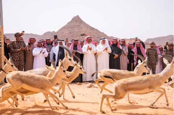 Saudi wildlife center releases 200 endangered animals into King Salman Royal Natural Reserve