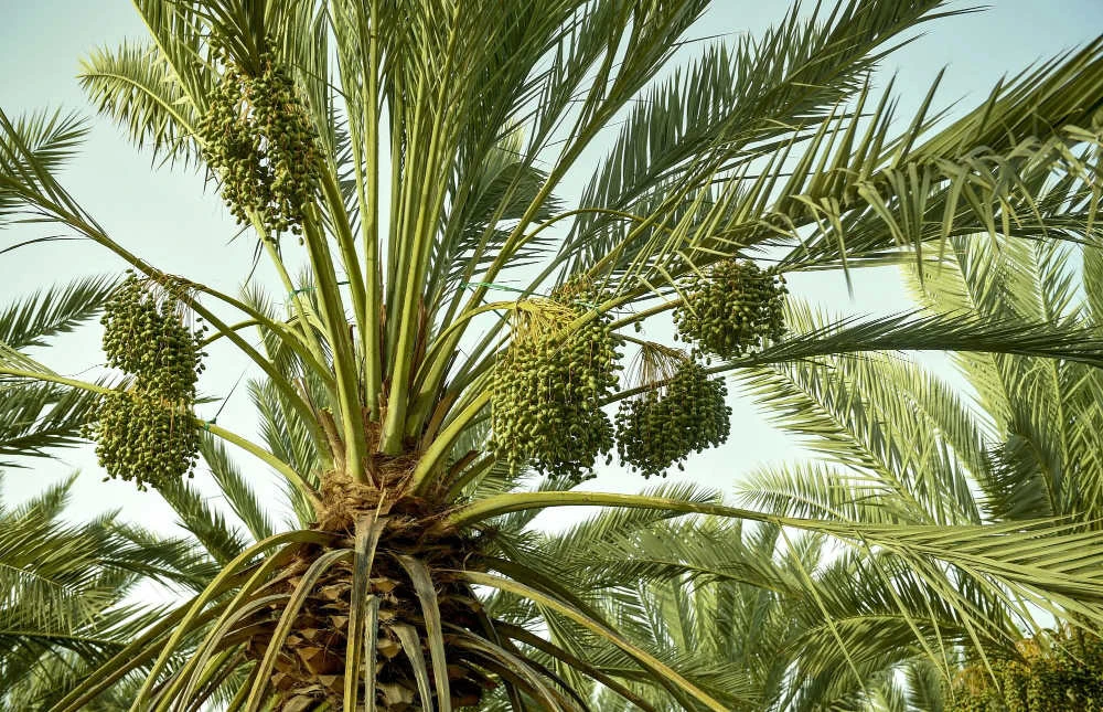 Saudi Arabia’s majestic date palm