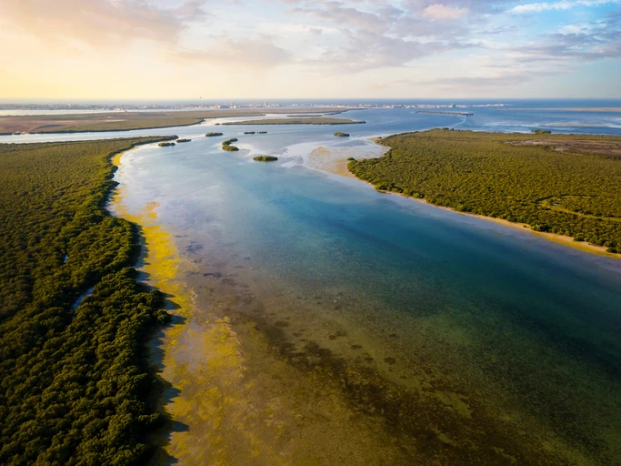 Mangrove beach and forest in the desert of Umm al Quwain emirate of the United Arab Emirates (Getty)