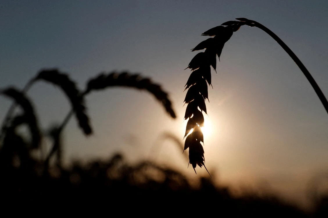 Ears of wheat are seen in a field near the village of Hrebeni in Kyiv region, Ukraine July 17, 2020. (Reuters)