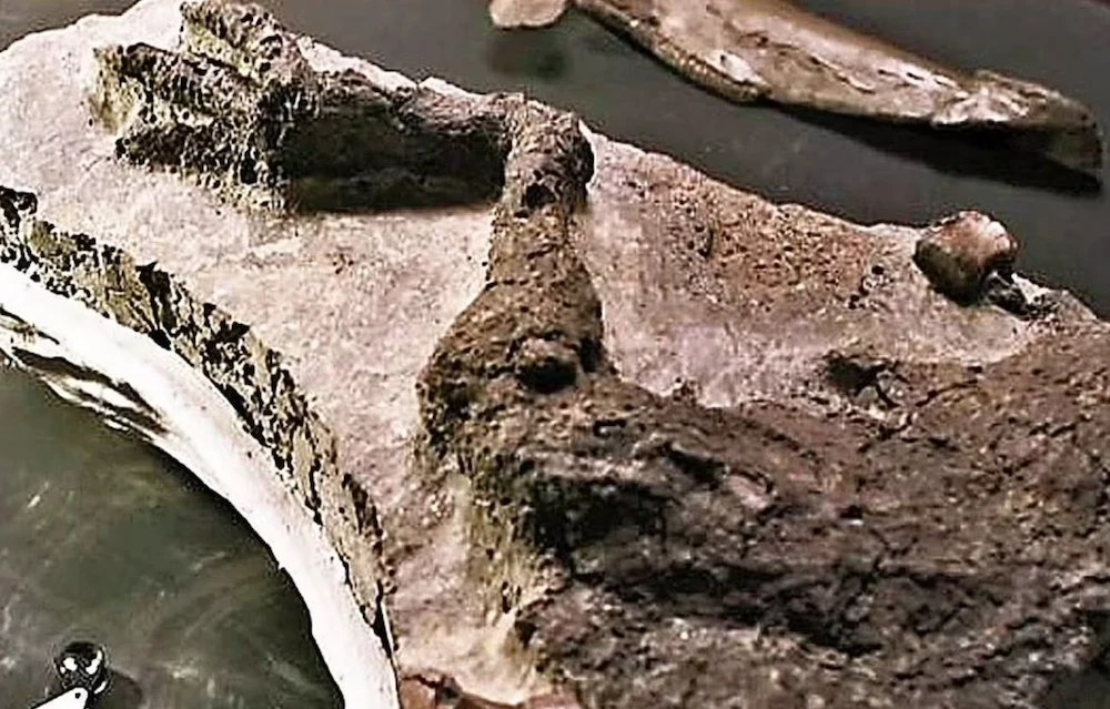 Palaeontologists unearth fossil from the day dinosaurs wiped out by asteroid 66 million years ago