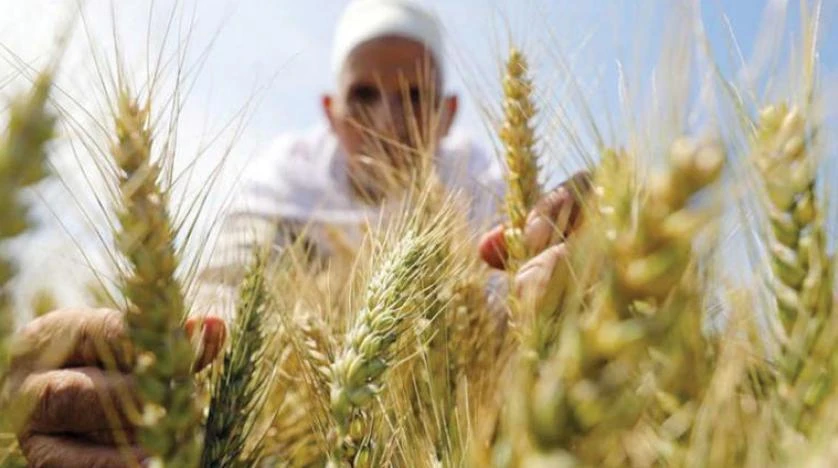 Egypt plans to buy wheat outside tenders to ensure food security: Bloomberg