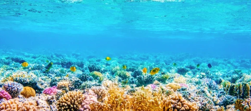 KAUST gets research grant to support coral reef conservation projects