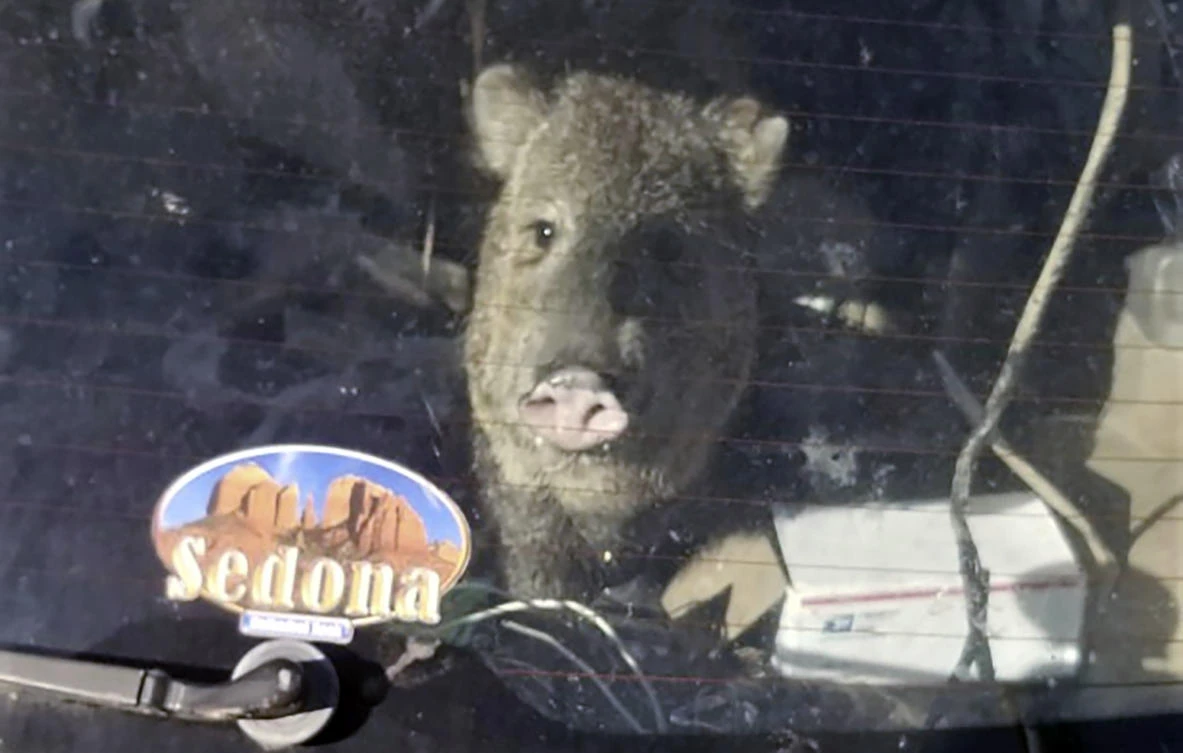 Arizona man arrested after 183 dead animals found in freezer