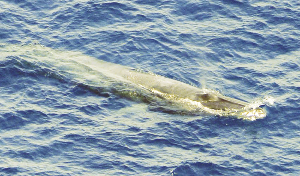 Five rare whales found on the Red Sea shores of Al-Qunfudah