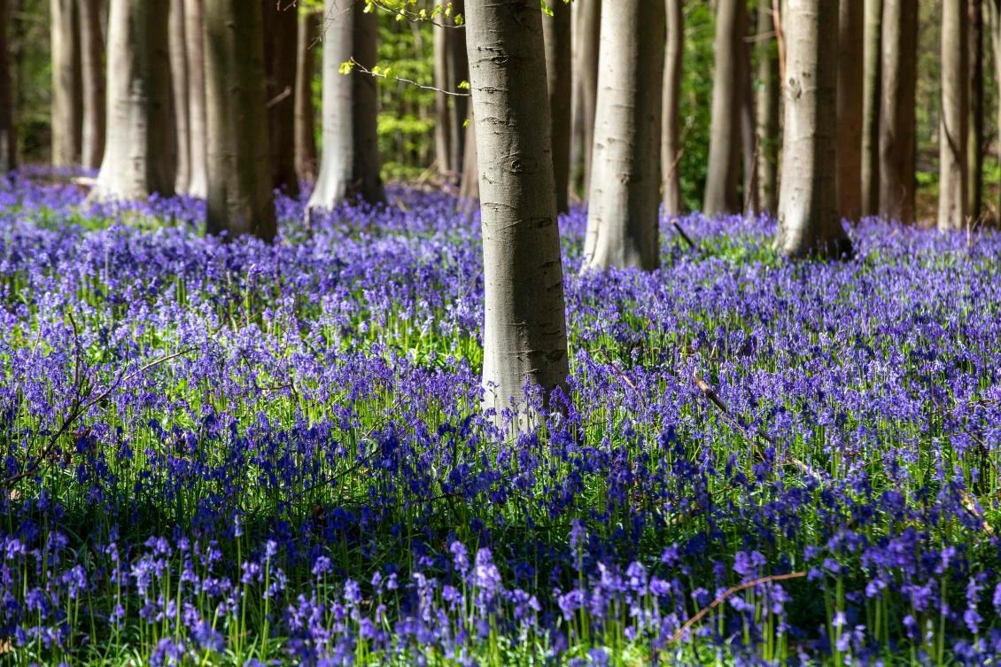 This photograph taken in Halle on April 14 shows blooming bluebells in the Hallerbos. (AFP)