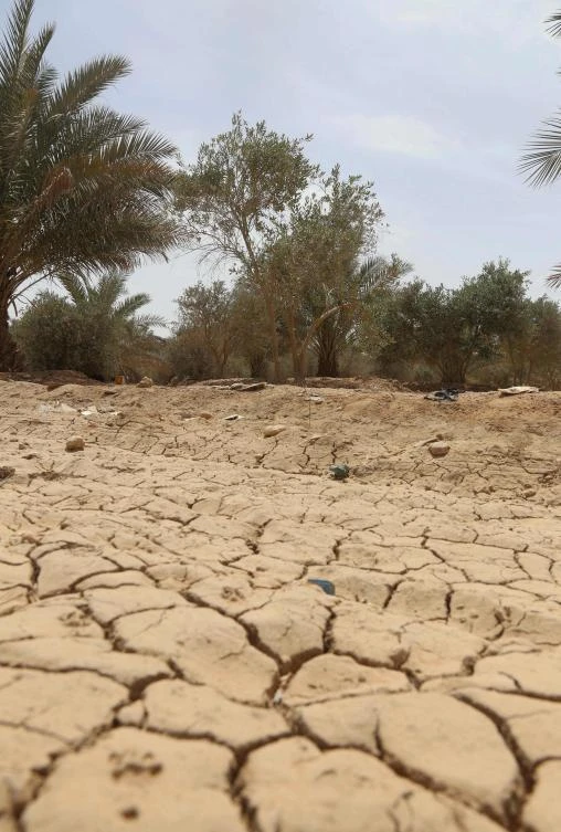 A picture shows a view of the dried-up soil in a palm and olive grove in the "green belt" area of Iraq's central city of Karbala, on April 18, 2022.(AFP)