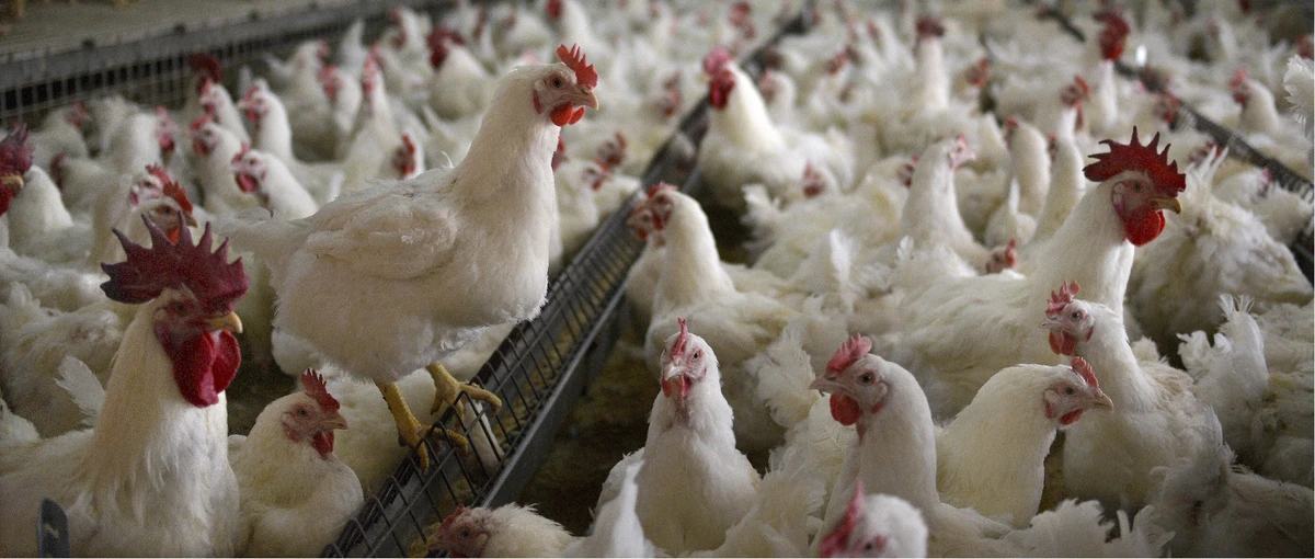 The positive performance was mainly attributed to growth in both the fresh poultry segment and the further processing segment. (Supplied)