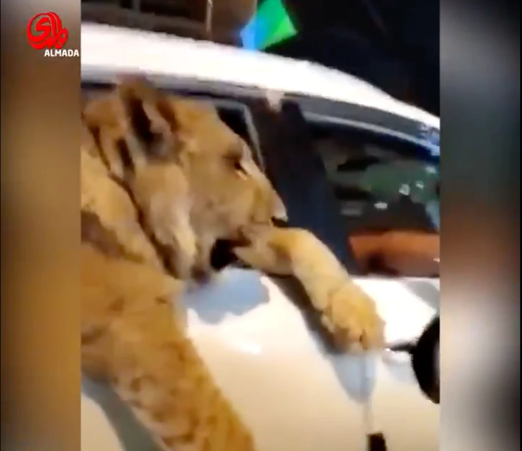 Lion seen in car on busy Baghdad street