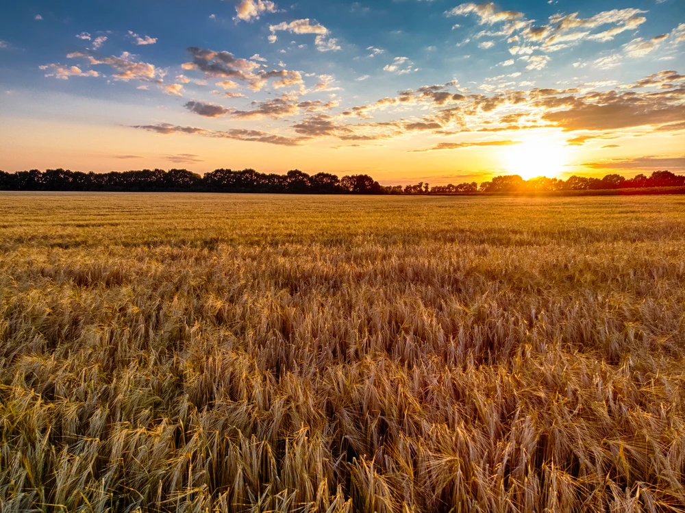 Commodities Update — Wheat rises; metals gain; Indonesia may widen palm oil export ban