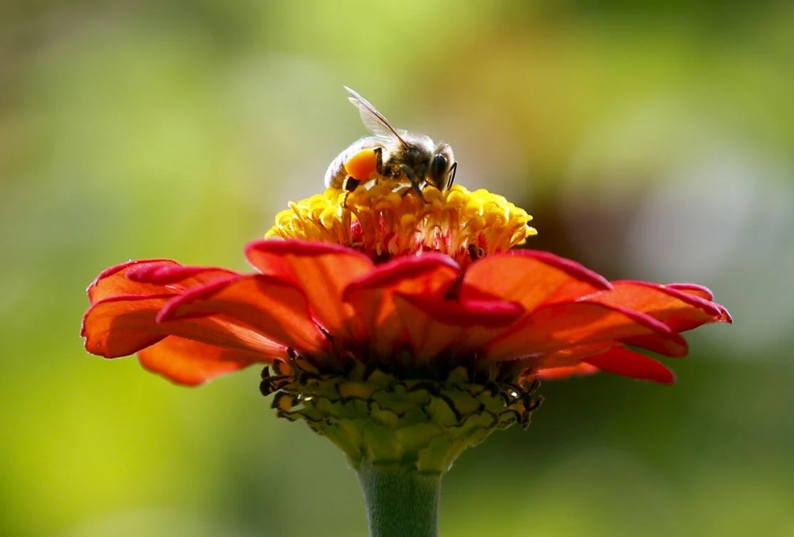 Millions of bees used in pollination die in airline shipping