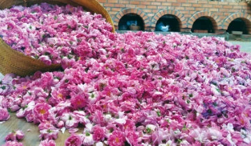 Rose farm trip