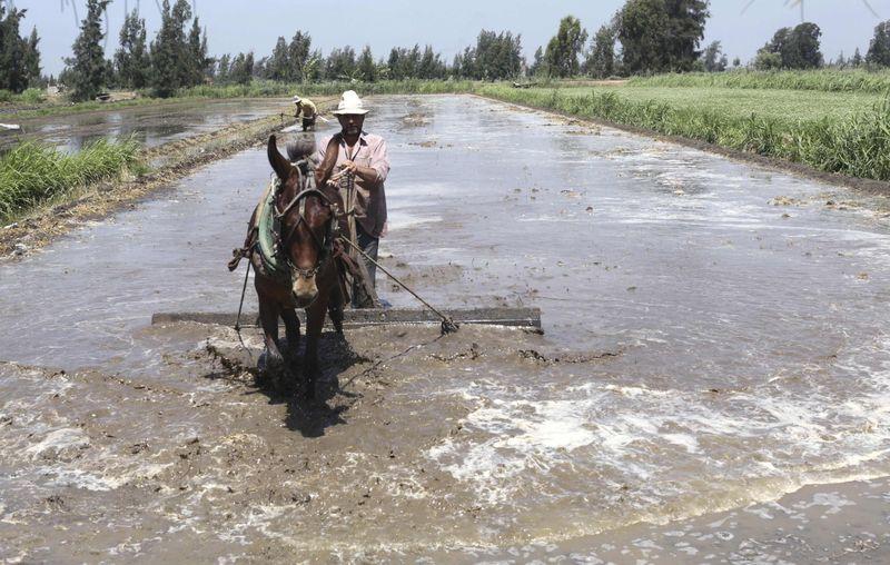 A farmer prepares his land for planting rice in 6th of October village, Beheira province, Egypt. (Reuters)