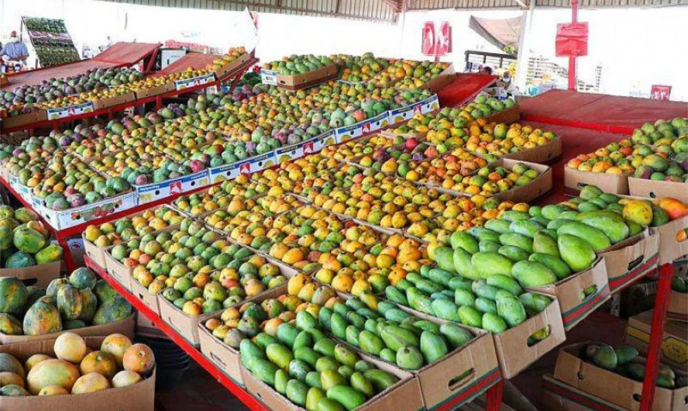 The Jazan mango production season begins in the middle of March and reaches its peak in May. (SPA)