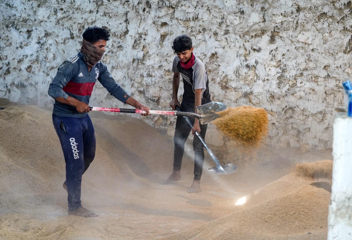 Iraq’s prized rice crop threatened by drought