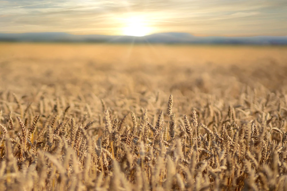 No grain supply crisis in Saudi Arabia, SAGO deputy governor says