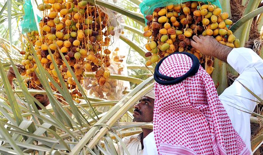 The initiative’s first phase includes the processing and operation of the association’s existing factory, which includes the production, packaging and marketing of products, Saudi Press Agency reported.