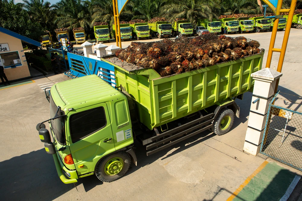 Palm oil analyst Mistry urges Indonesia to resume exports immediately