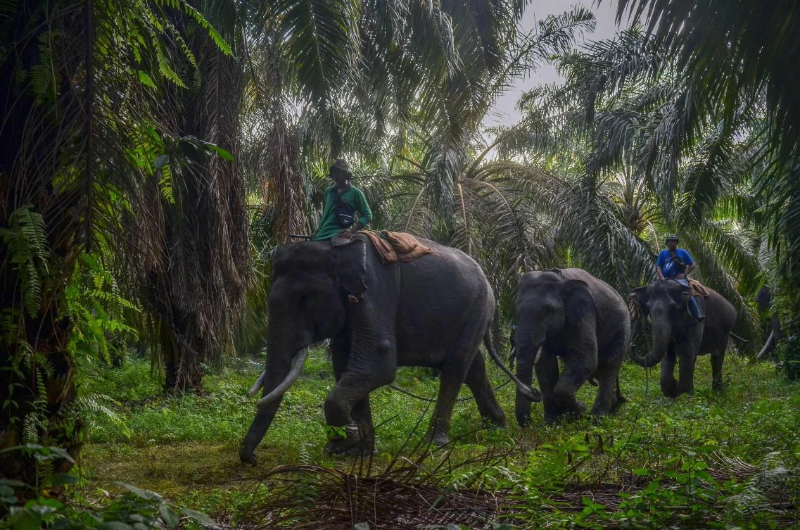 Critically endangered elephant, unborn baby suspected poisoned in Indonesia