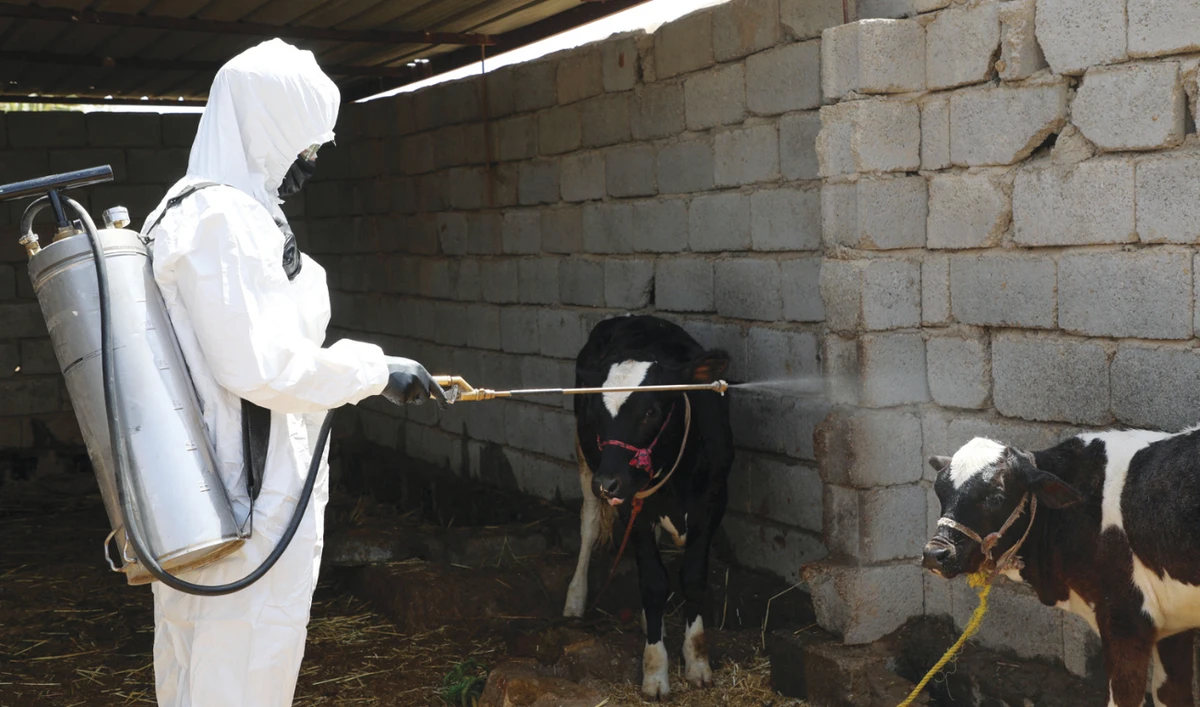A health worker disinfects calves at a farm in Al-Bojari, Iraq. (AFP)