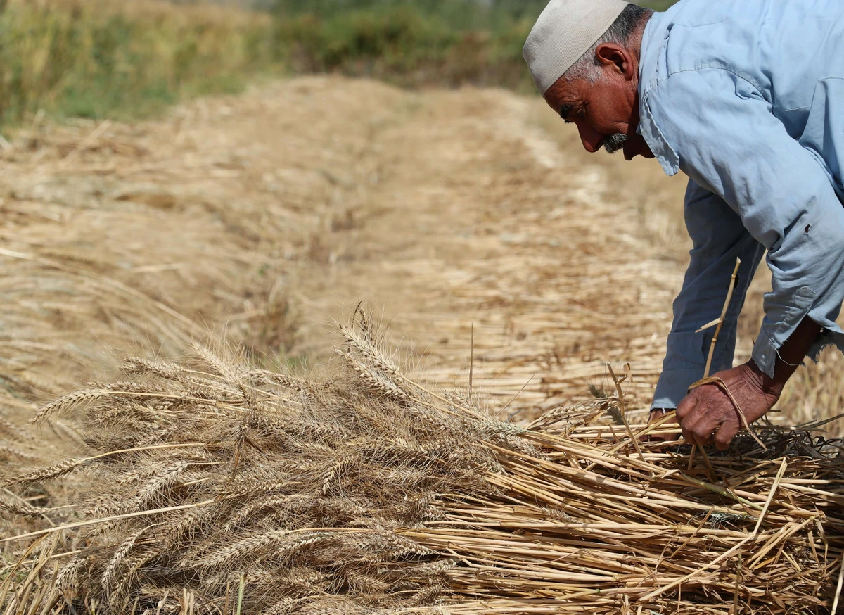 Egyptian farmers have delivered as much as 3.3 million tons of wheat to the state up until Tuesday, local newspaper Egypt Today reported, citing the Minister of Supply and Internal Trade Ali El Moselhi.