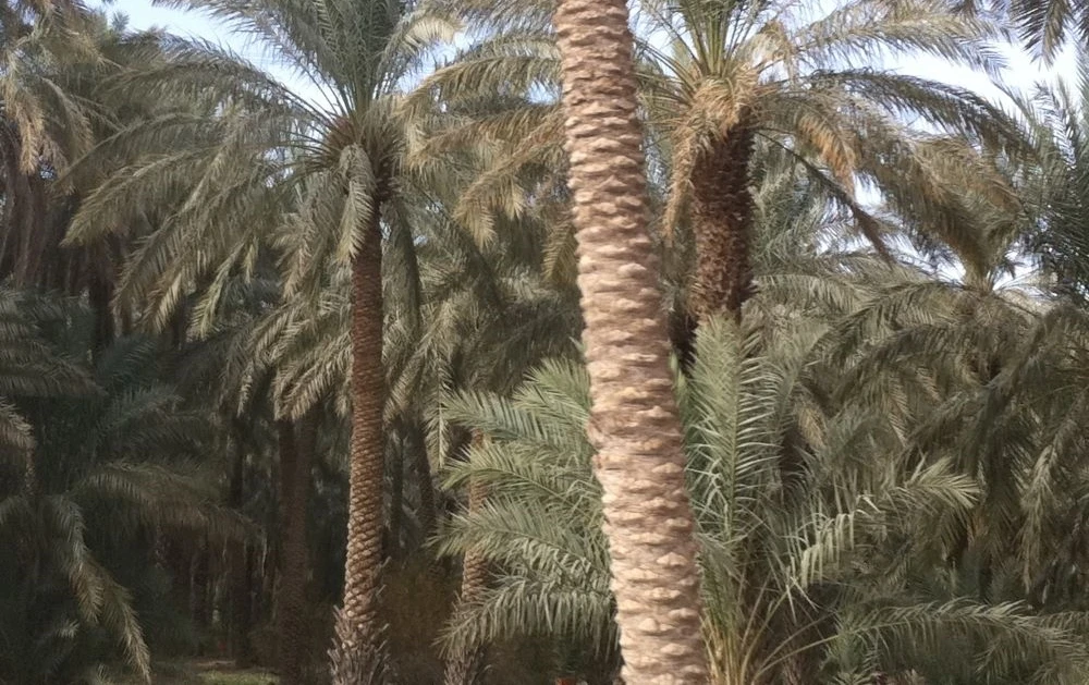 A palm tree plantation in Saudi Arabia. (Wikimedia Commons)