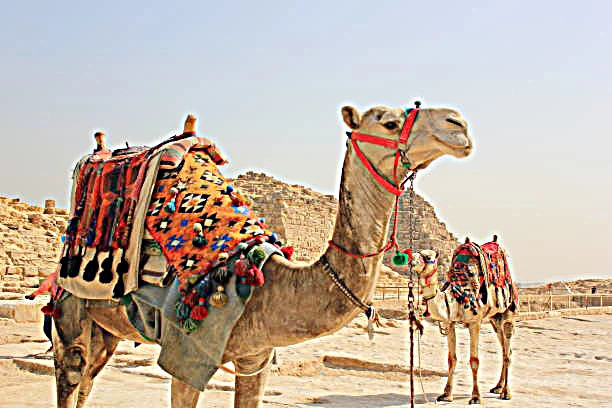 Camel Ride