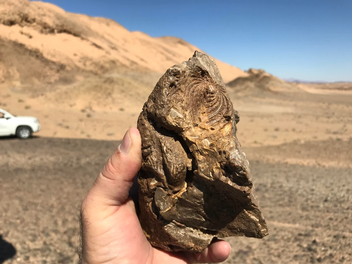 The Red Sea project discovers fossils of 80m-year-old marine reptiles in initial survey