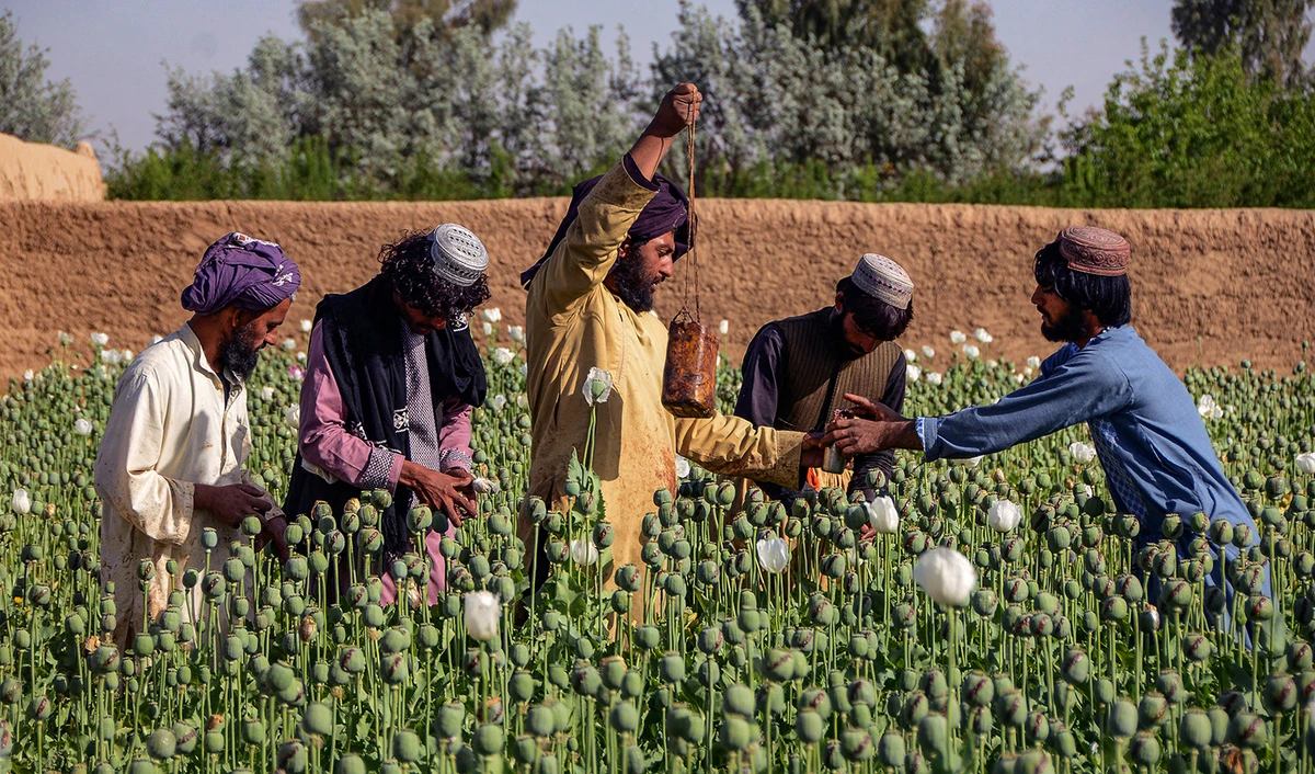 Workers collect poppy tears or raw form of Opium at a plantation of poppy field in Zhari district in Kandahar on March 28, 2022. (AFP/File)