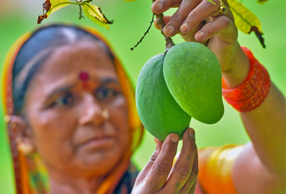 India’s king of fruits, mango, falls victim to climate change