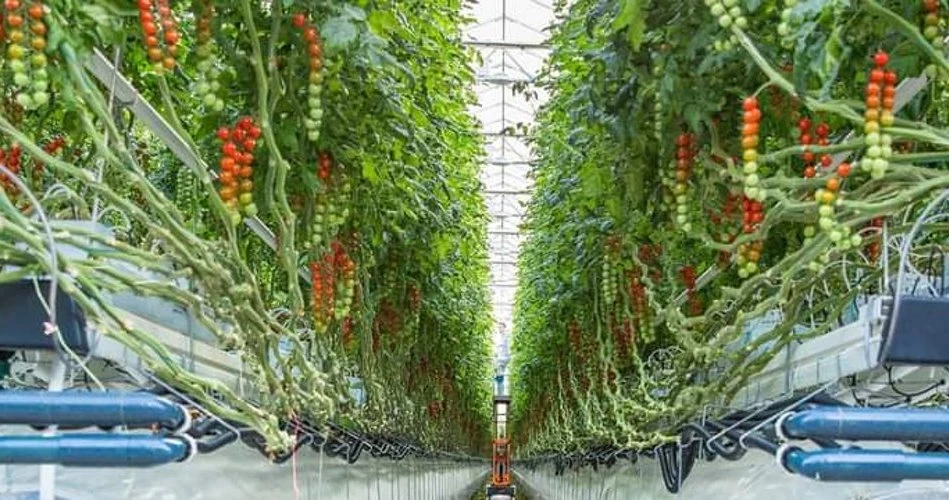 Pure Harvest acquires stake in Al Dahra BayWa JV to expand agricultural capacity
