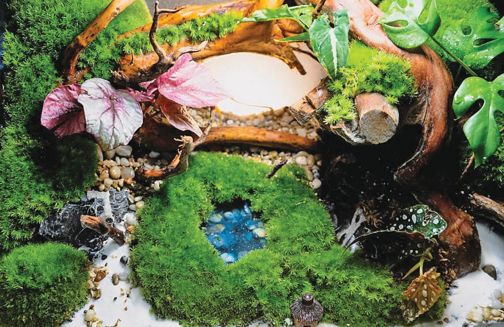 Saudi indoor landscape designer captures nature in a jar
