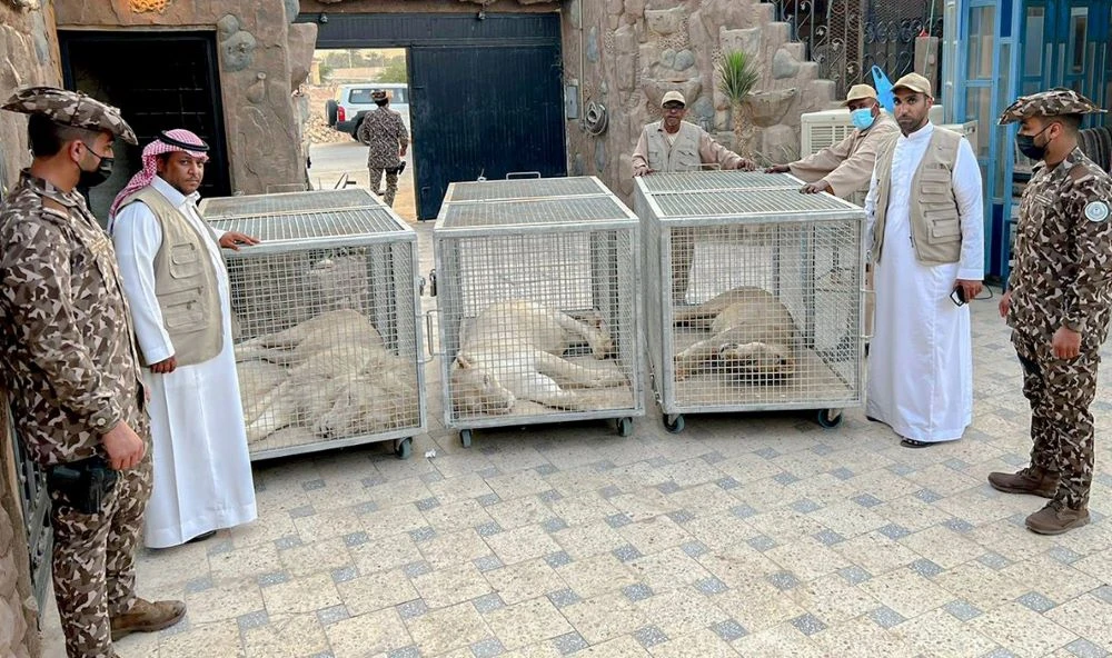 The three lions that were located at a private residence in Riyadh were anesthetized and removed. (AN Photo)
