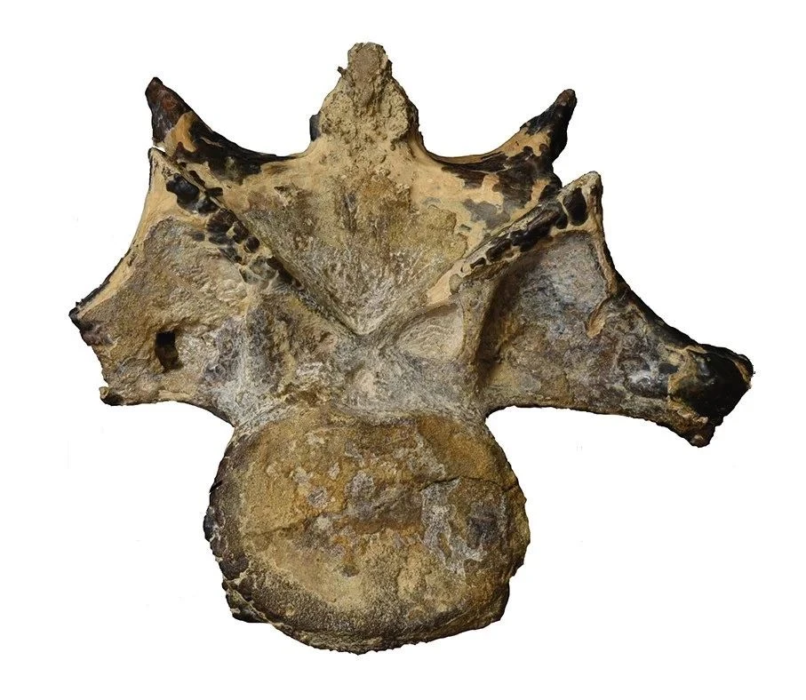 Dinosaur fossil found in Egypt