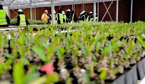 The nursery is conducting tests on native plants to see if they can germinate. ninety- nine percent of the seeds planted in the greenhouse have germinated. (Supplied)