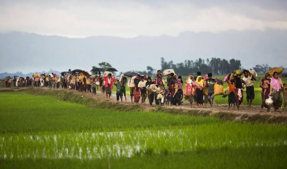 Members of Myanmar's Rohingya ethnic minority walk past rice fields after crossing the border into Bangladesh near Cox's Bazar's Teknaf area. (AP file photo)