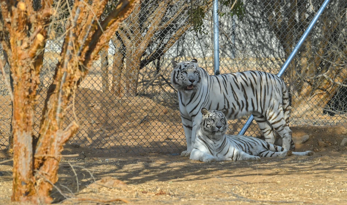 Get close to wild animals with a private tour at Jeddah Jungle
