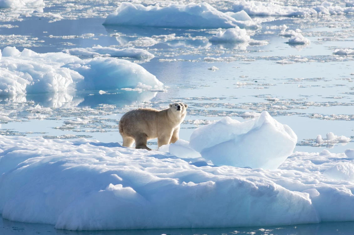 Scientists find new population of polar bears in sea-ice free region