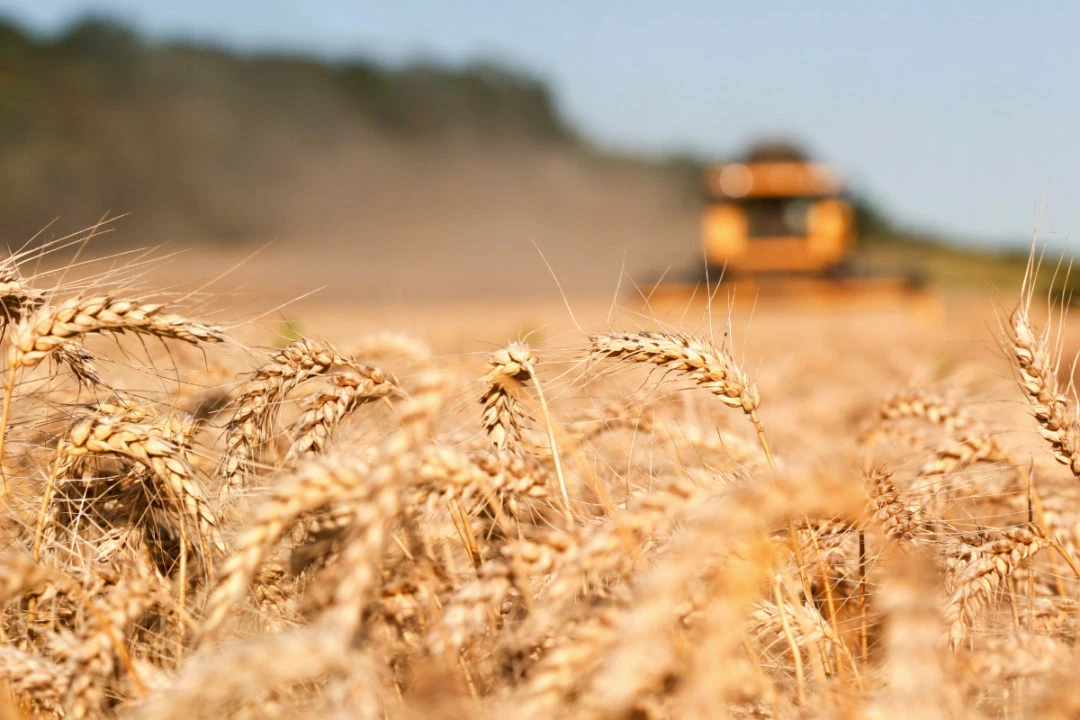 SAGO awards SALIC contract to import 300k tons of wheat