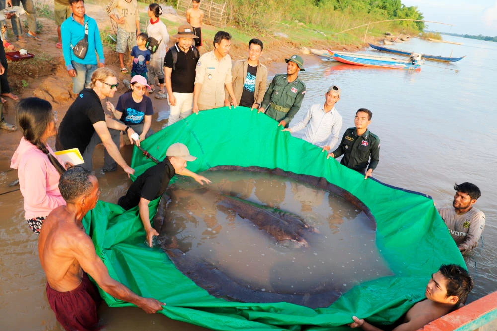 Cambodian catches world’s largest recorded freshwater fish